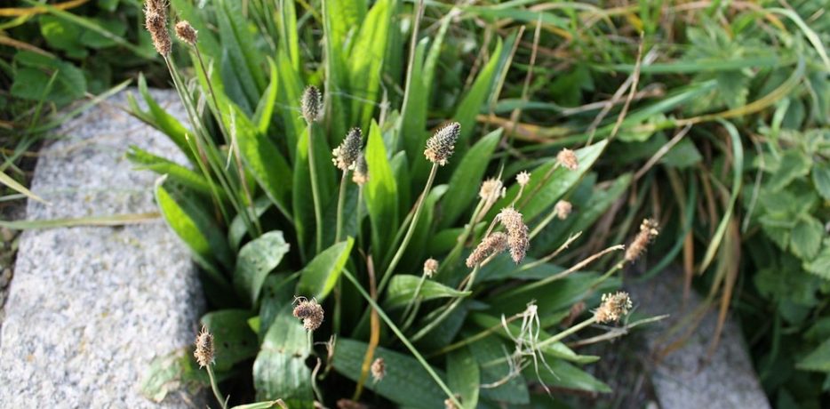 Jardin de permaculture à Beaumont-Ceyrat
