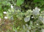 Citronnelle