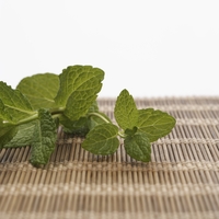 Menthe